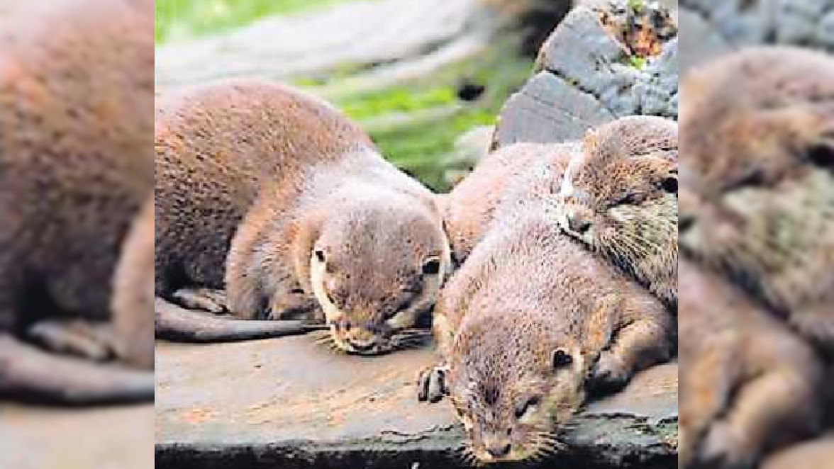 "Nacht der Tiere" mit Lichtershow im Zoo Kaiserslautern in Siegelbach