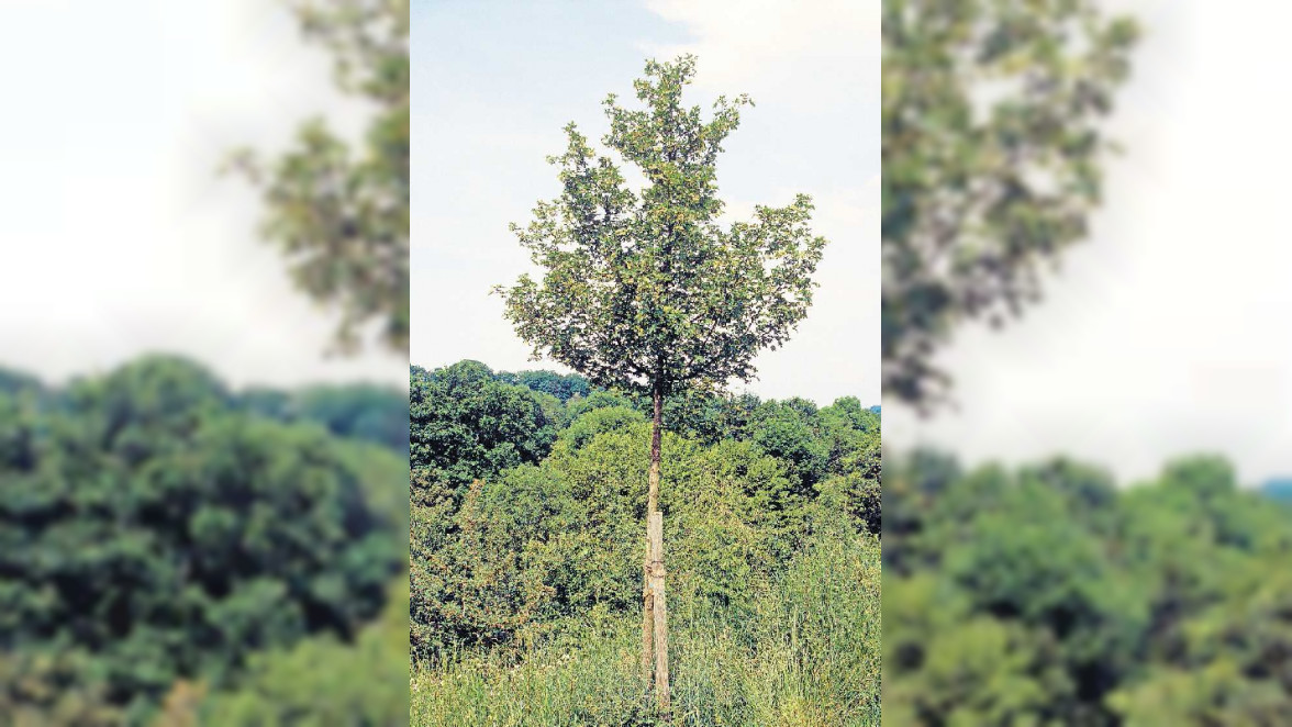 Zukunftsbäume für den Garten: Grüne Oase für das Klima