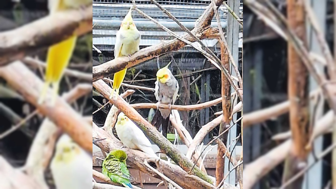 Zoo in Kaiserslautern-Siegelbach: Vom bunten Treiben gefiederter Genossen