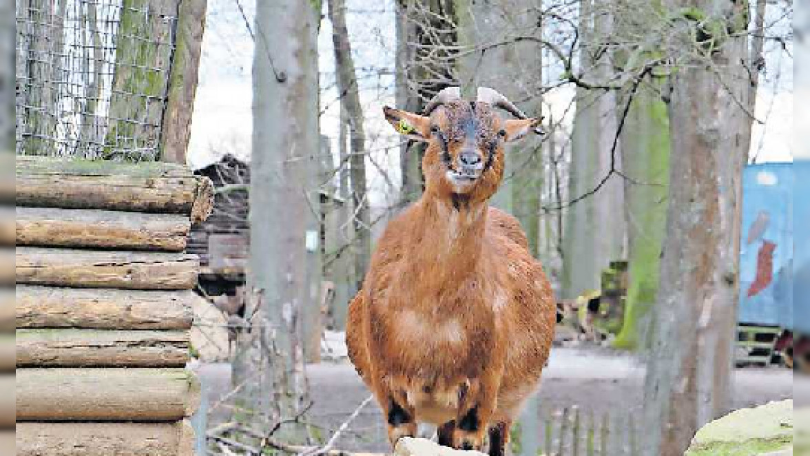 Rheingönnheim: 30 Wildarten hautnah erleben