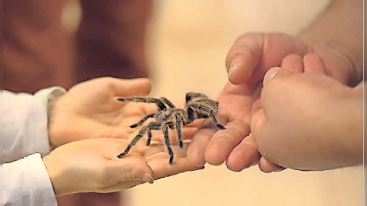 Auge in Auge mit der Riesenspinne