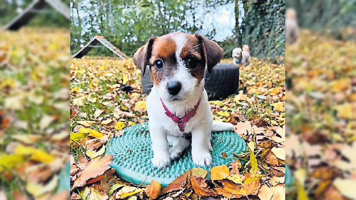 Verein für Hundeliebhaber bietet neue Kurse