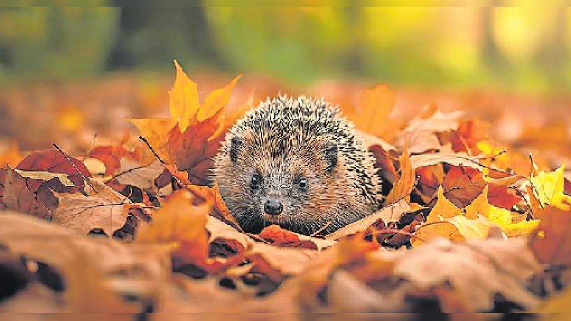 Sträucher als Lebensraum für Tiere im Herbst