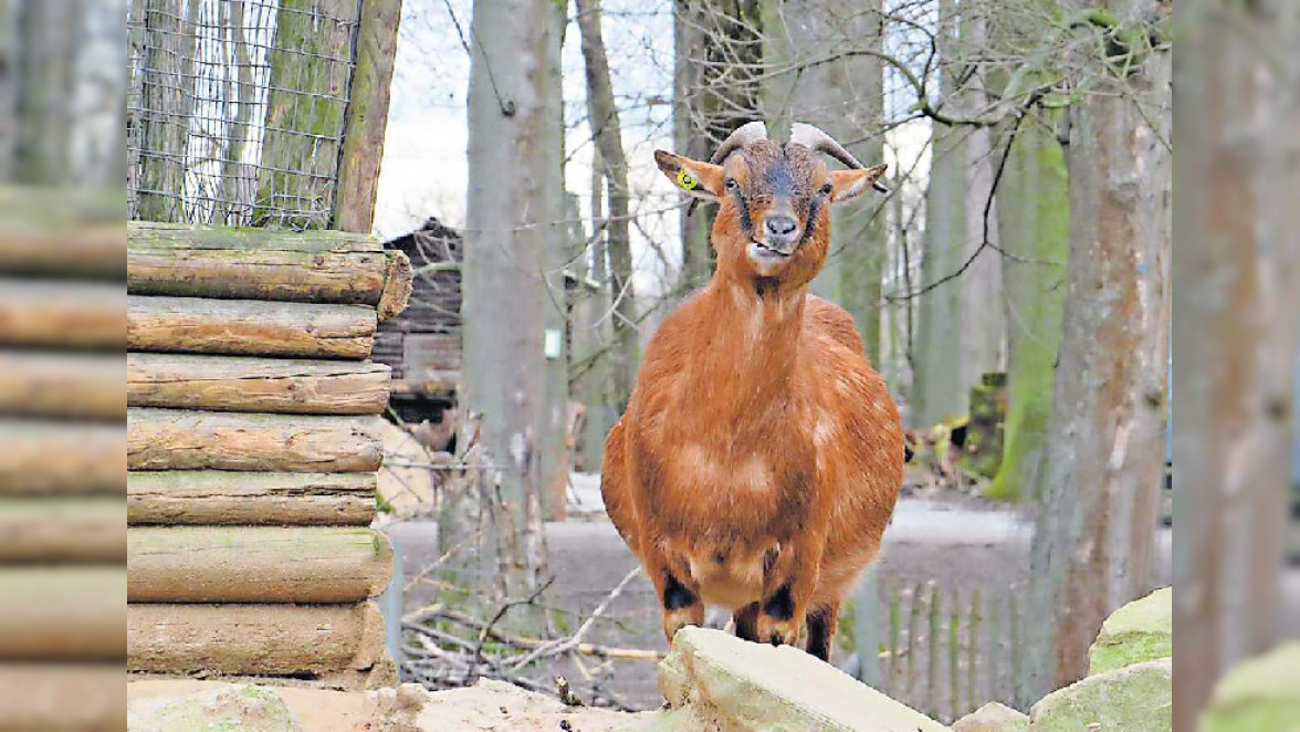 Wieder attraktive Veranstaltungen im Wildpark Rheingönheim