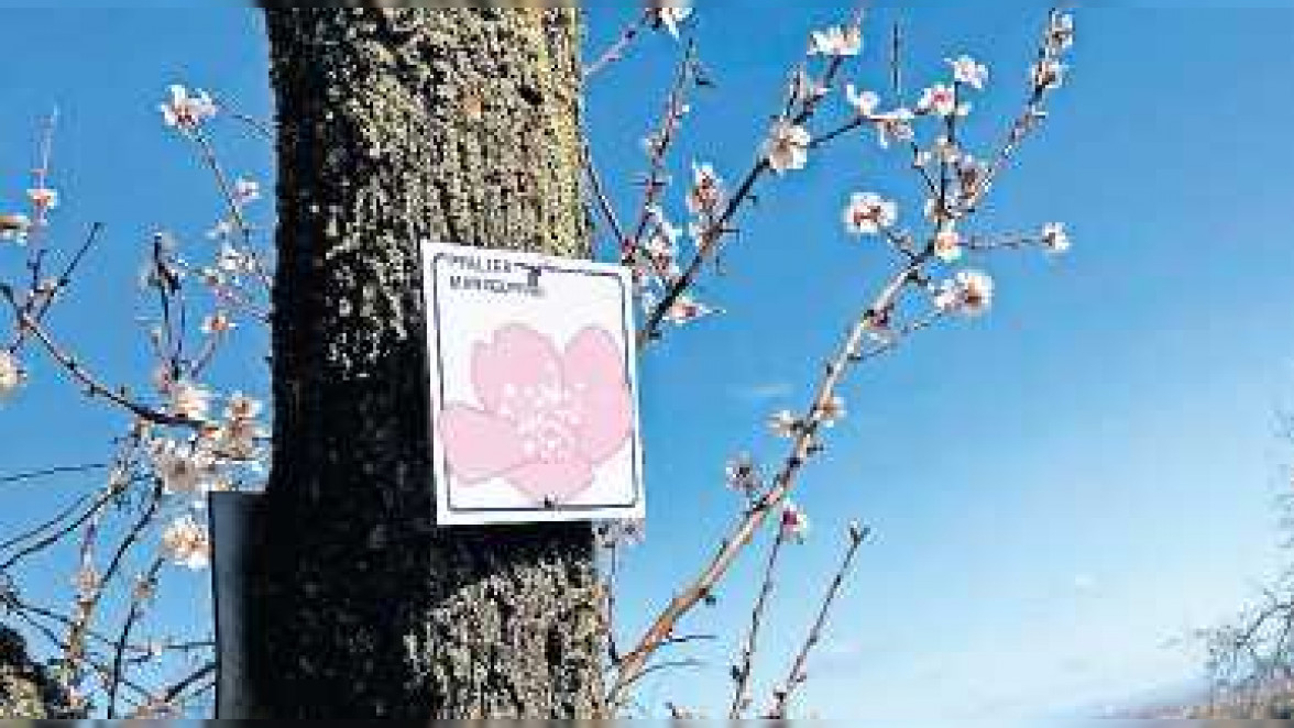 Mandelblüte Pfalz: 100 Kilometer in Rosa