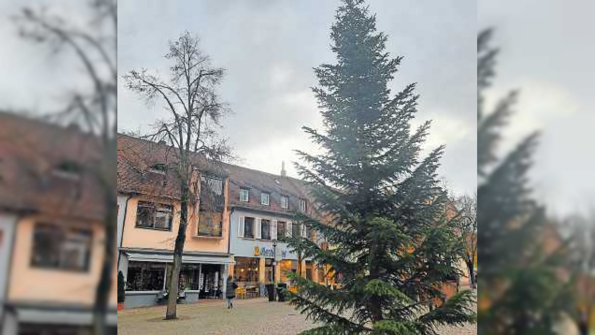 Dürkheim: Eine Allee von Bäumchen