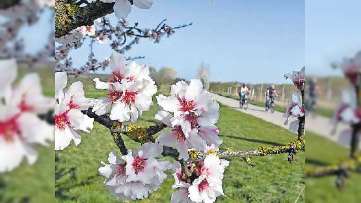 Stimmungsvoller Frühlingszauber am Blütenfest in Frensheim am 20. und 21. April