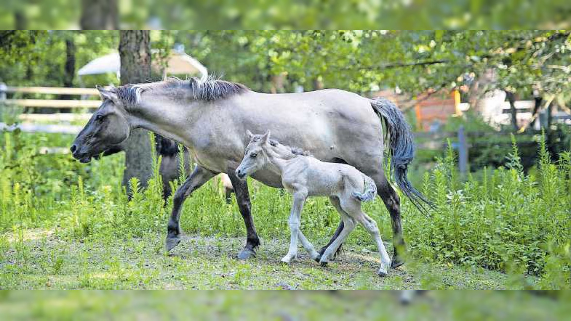Bastelaktion und Erlebnisschule im Wildpark in Rheingönheim
