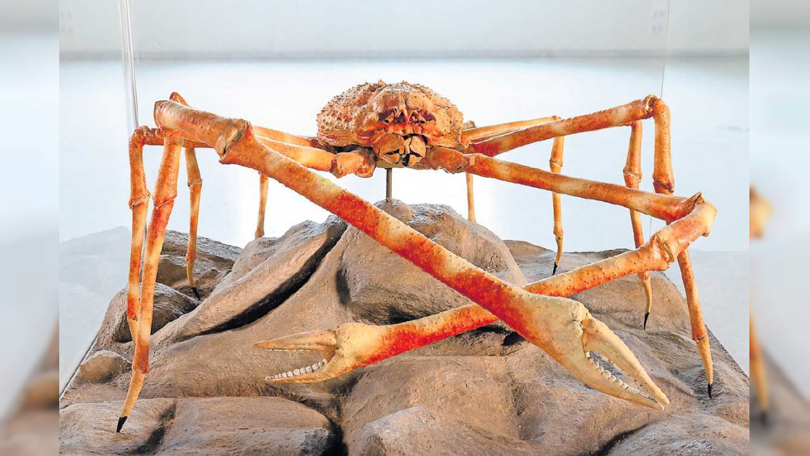 Karlsruhe: Auch fossile Zähne kommen ans Licht