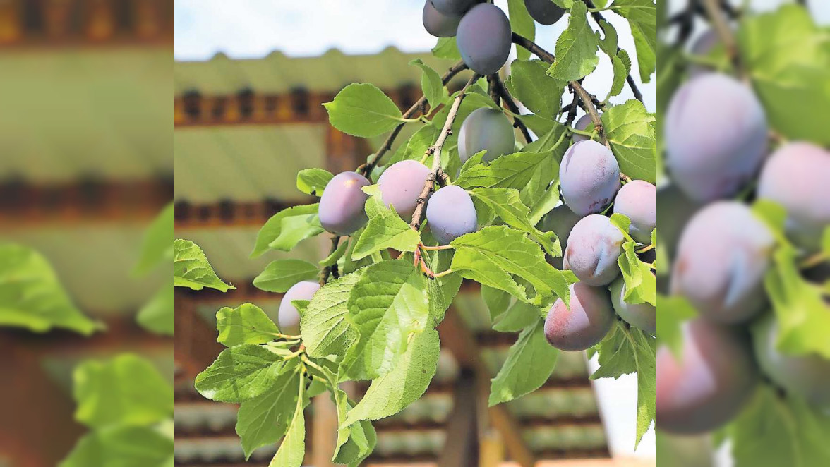 Sich mit frischem Obst selbst versorgen