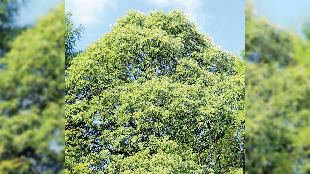 Wald soll klimastabil werden