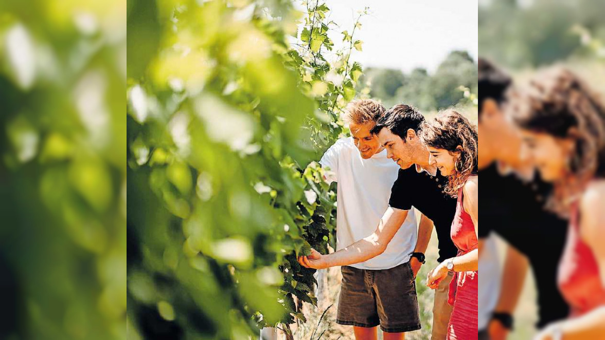 Fit für Schlüsselpositionen im Weinbau