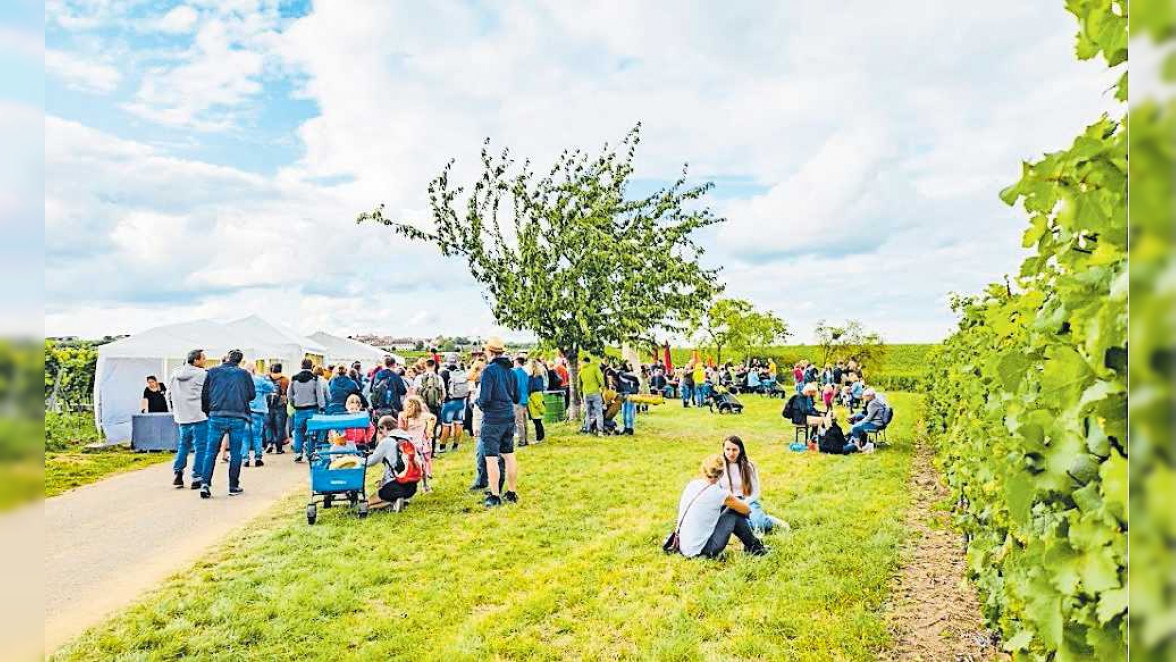 Weinwanderung Freinsheim
