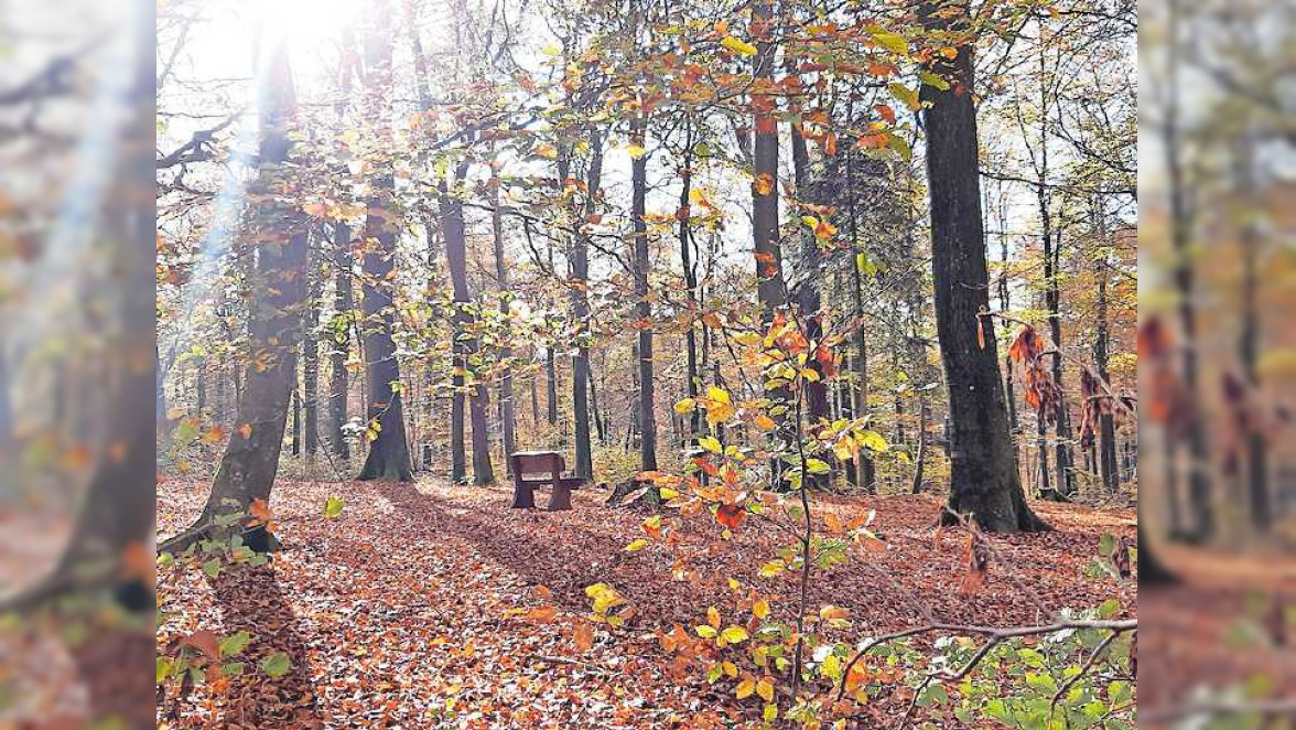 Würdevolle Bestattung unter alten Bäumen im RuheForst Südpfälzer Bergland