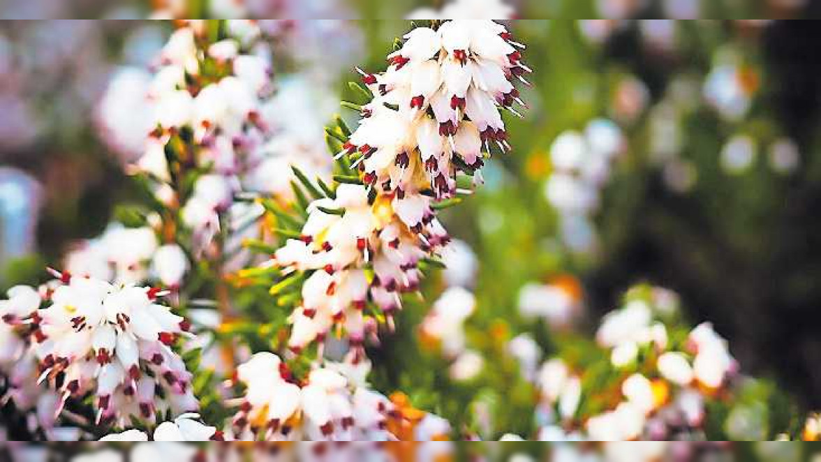 Tipps zur winterlichen Friedhofspflege