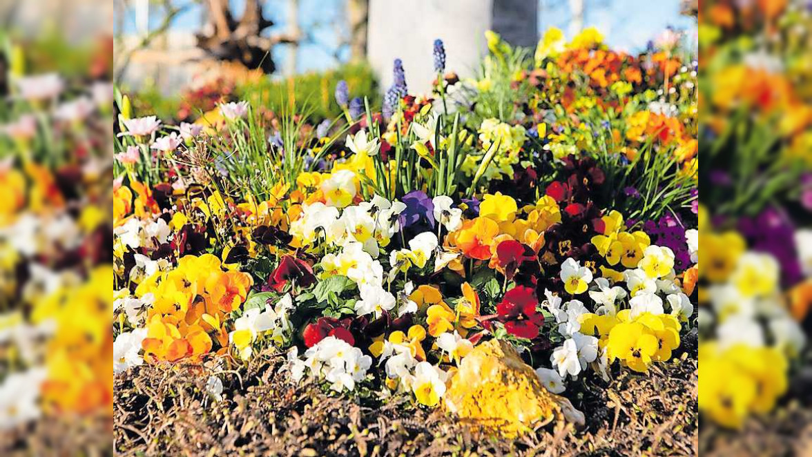 Frühling auf dem Friedhof - Zeit des Aufbruchs und der Pflege