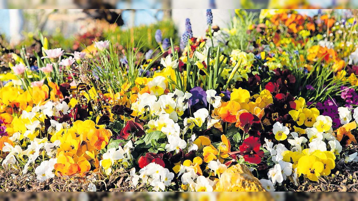 Frühling auf dem Friedhof