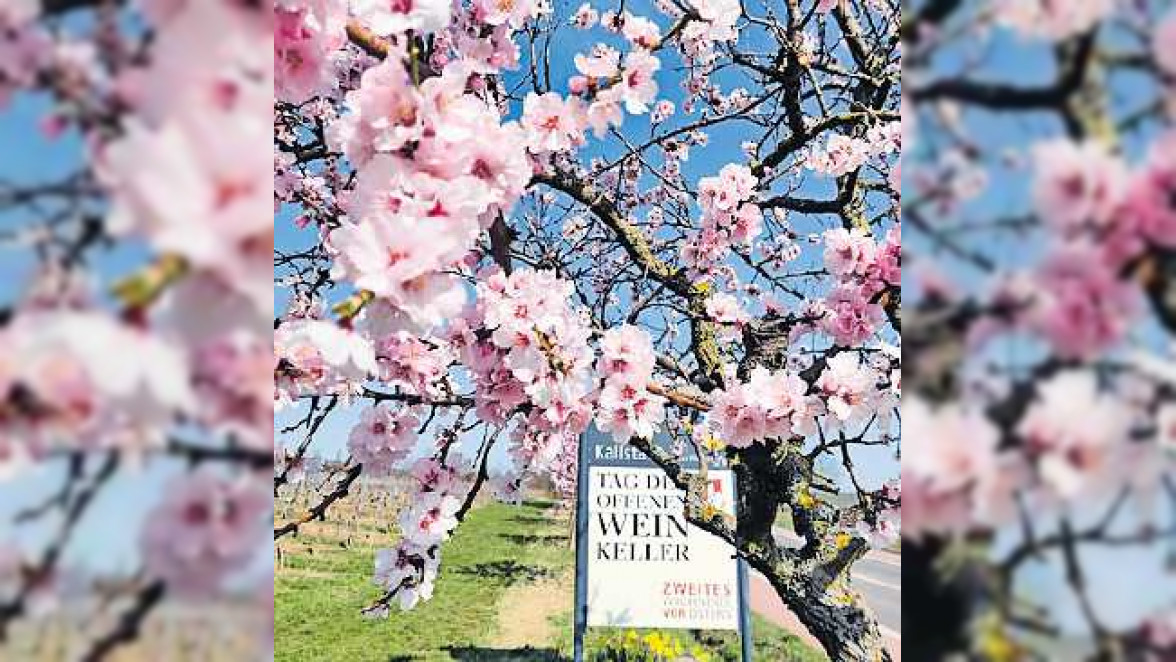 Weinfrühling mit viel Flair