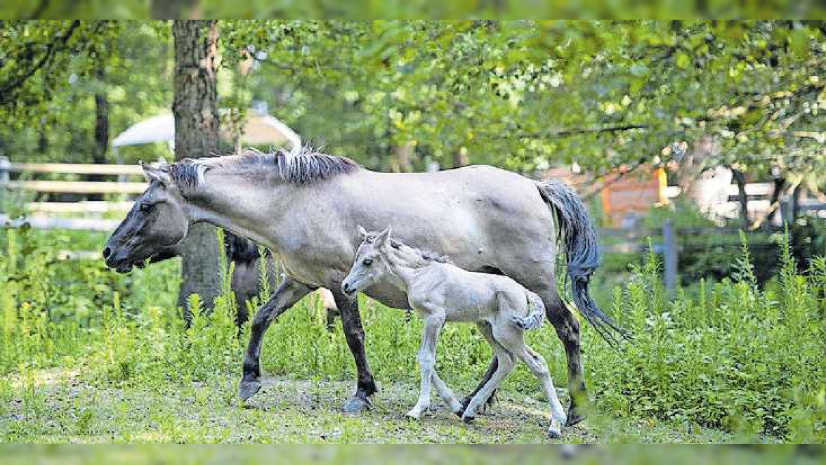 Waldnacht und mehr im Wildpark