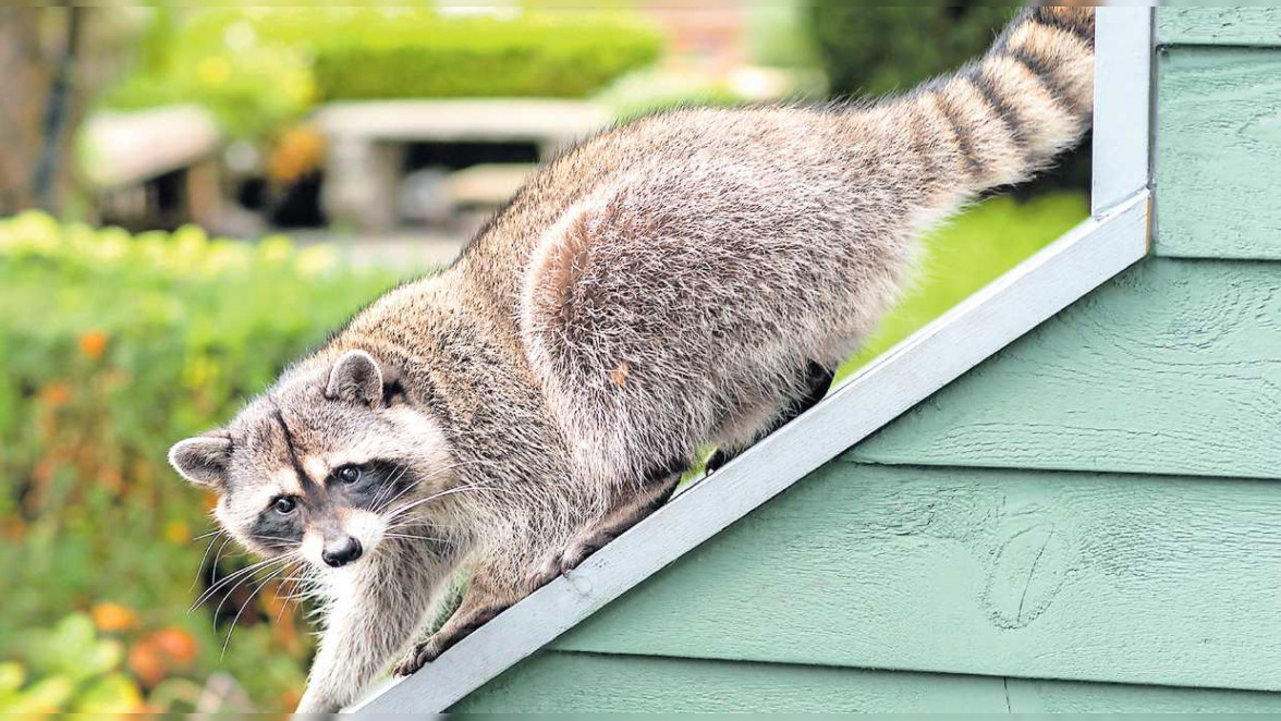 Wenn Waschbären zu Plagegeistern werden