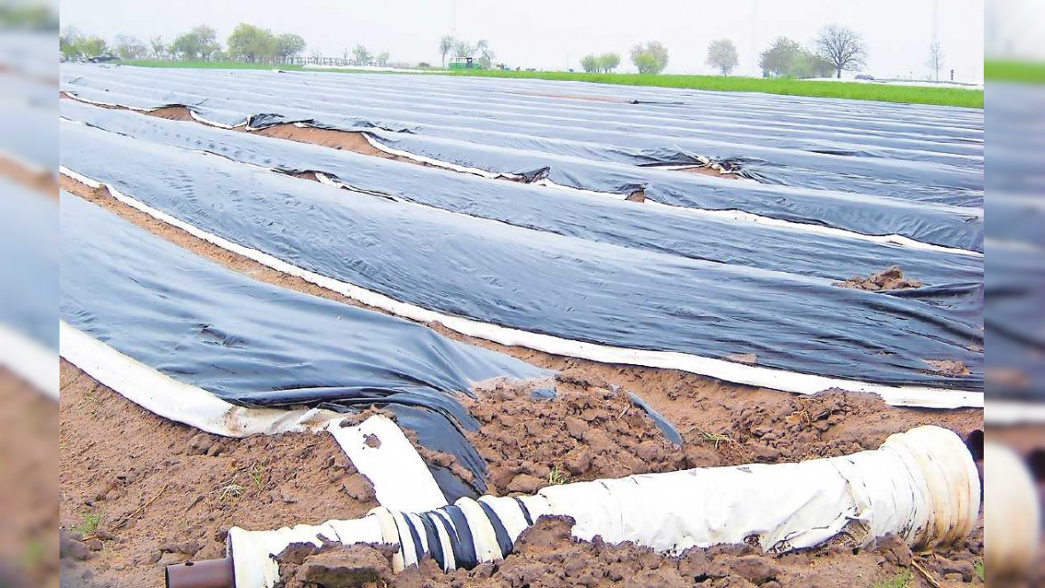 Die Kunst des Spargelanbaus