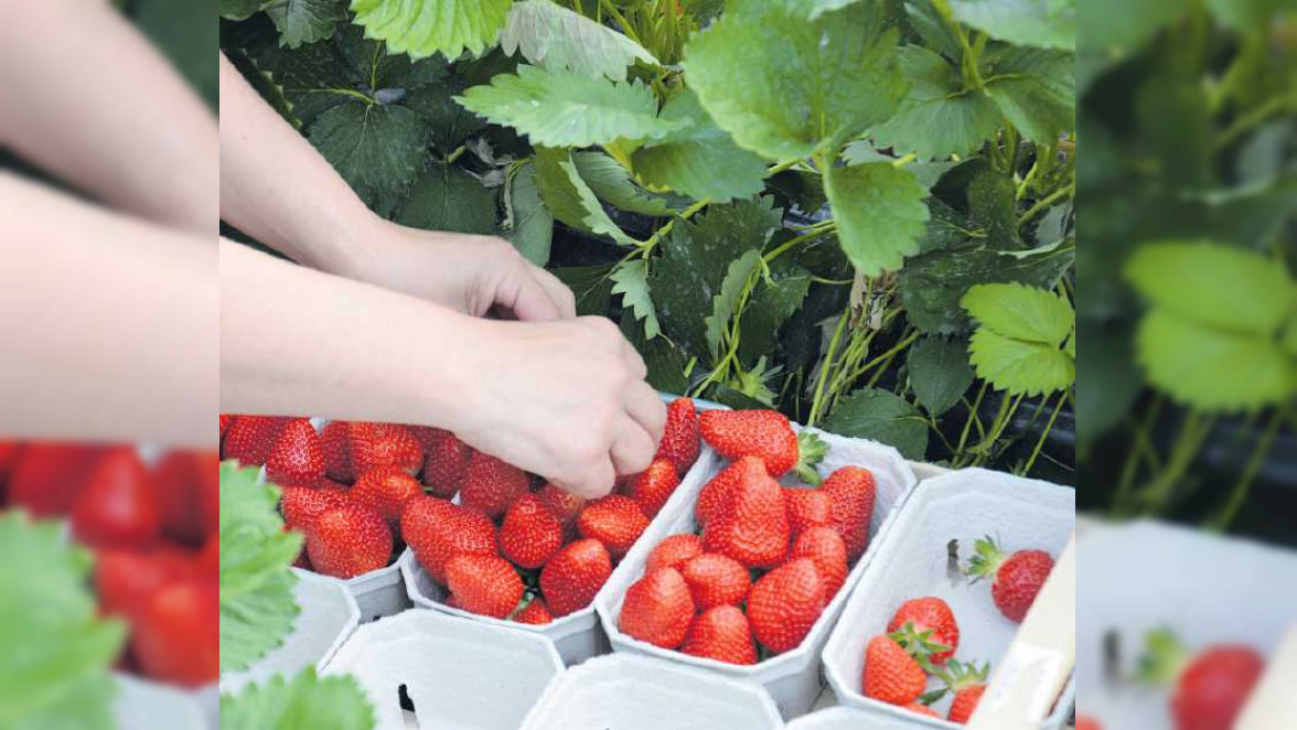 Frisch, süß und gesund