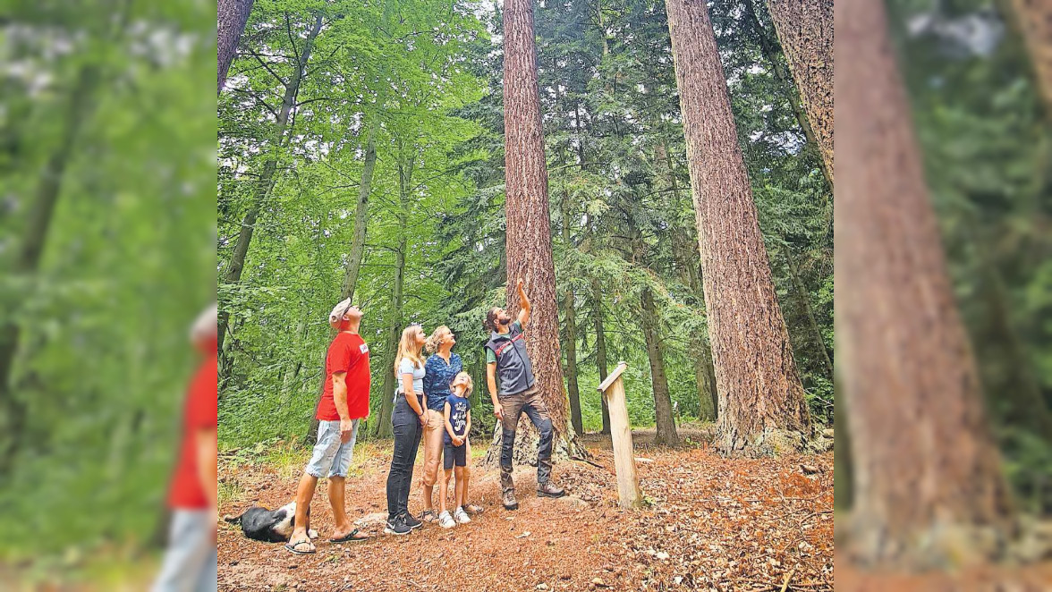 Wald und Wirtschaft hautnah erleben