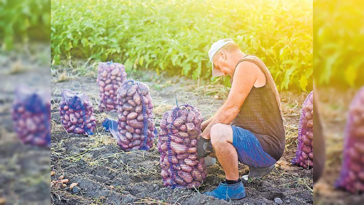 Kartoffeln lieben Kalium