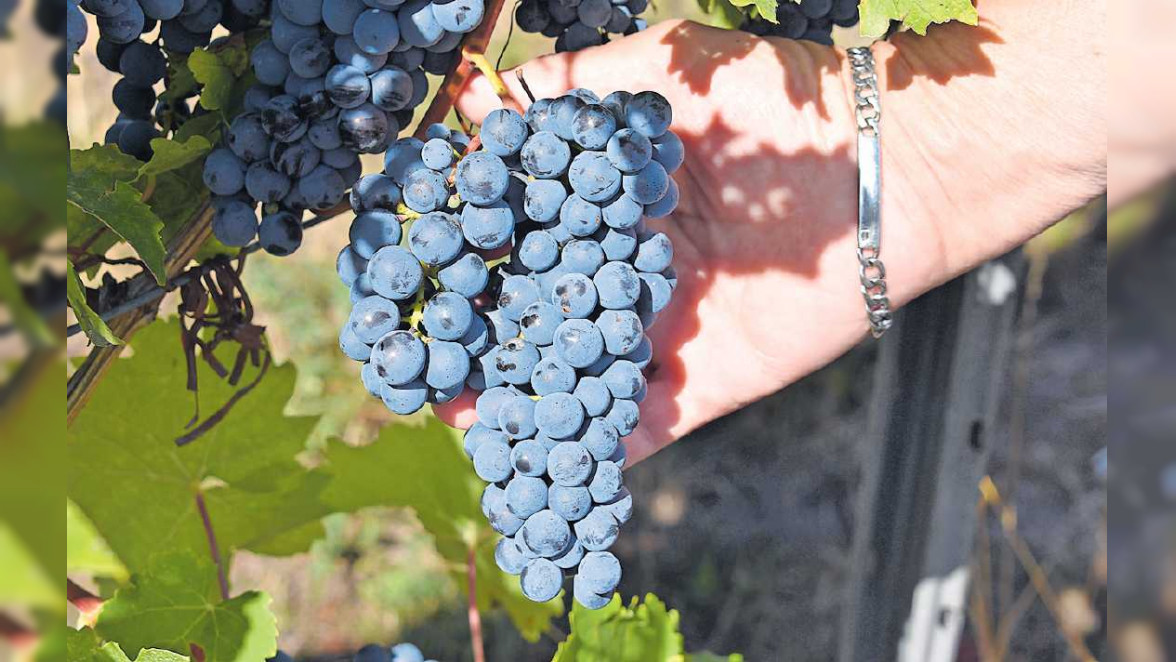 Neuer Wein früher als sonst