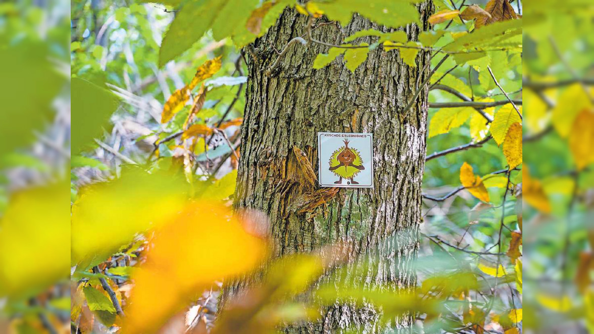 "Keschdewochen" als Erfolgsrezept