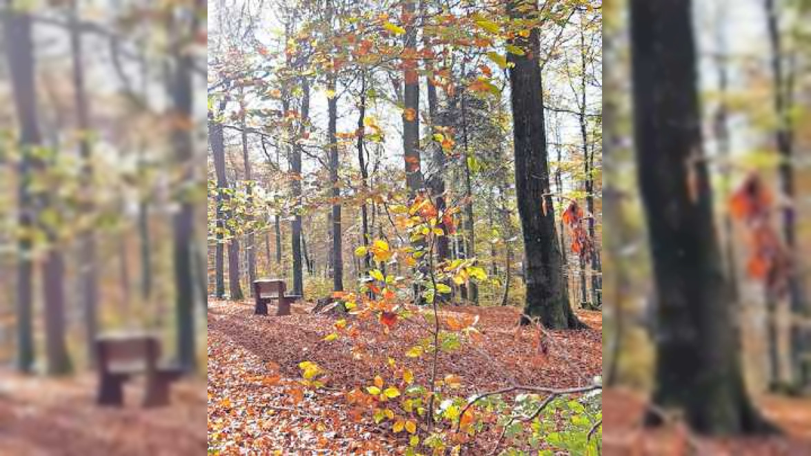 Wälder schützen, natürlich bestatten
