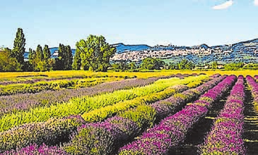 Lavendelblüte in Umbrien
