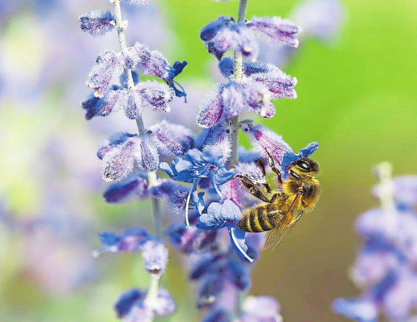 Ein Bienenparadies im Gartencenter bei Roth Pflanzen AG in Kesswil