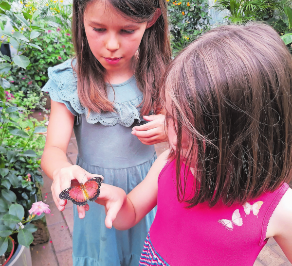 Schmetterlinge bei Blumen Garten Küng in Frauenfeld