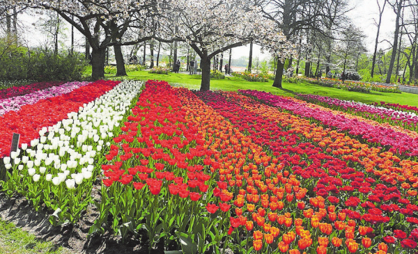 Reisetipps: Tulpenblüte in Holland