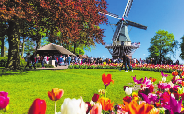 Tulpenblüte in Holland