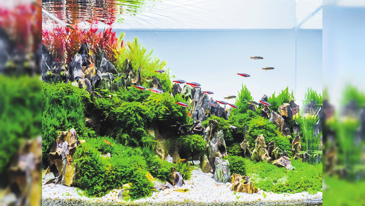 Smartes Aquarium
