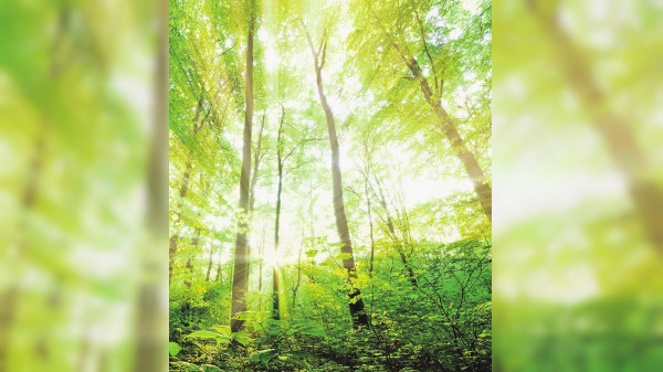 Vom Baum zum Bau – mit Verantwortung