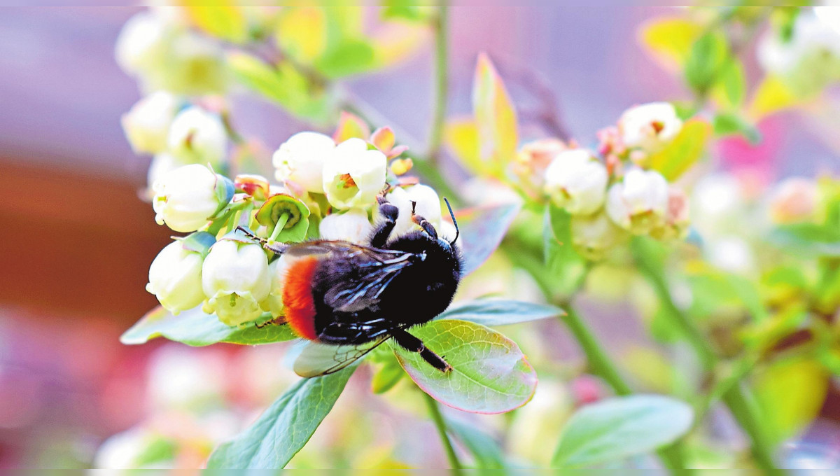Urbanes Beerenparadies