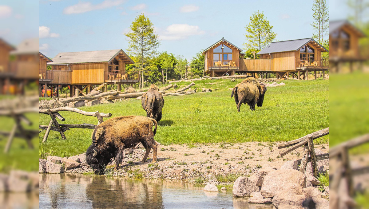 Découvrez le Parc Animalier de Sainte-Croix