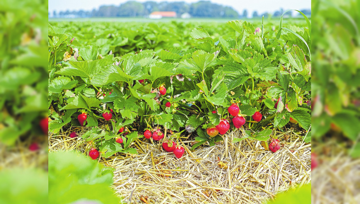 Tipps zum Pflanzen von Erdbeeren