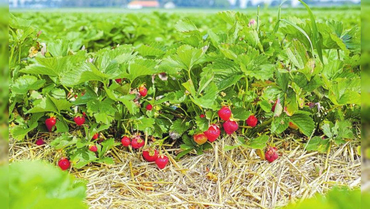 Köstlich aus dem Beet und vom Balkon