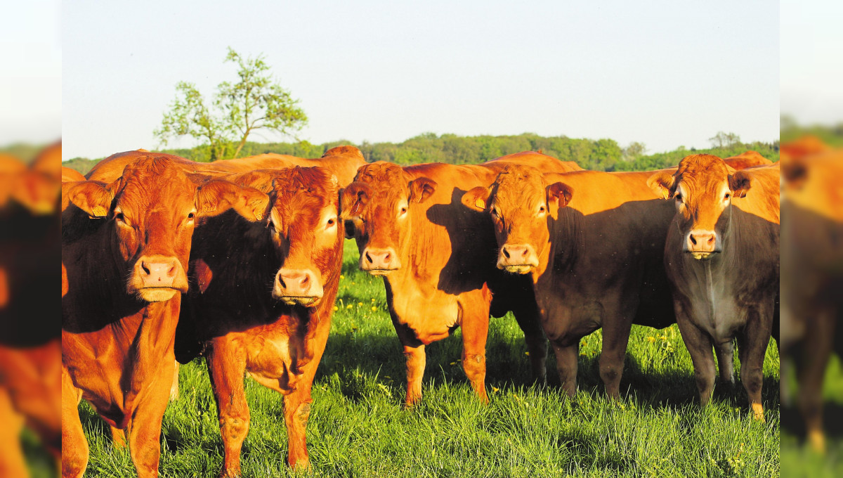 Ein hochwertiges Lebensmittel aus heimischer Landwirtschaft