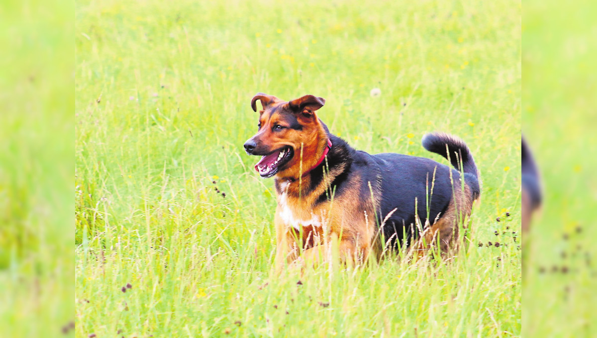 Was der Frühling für Hunde bereithält