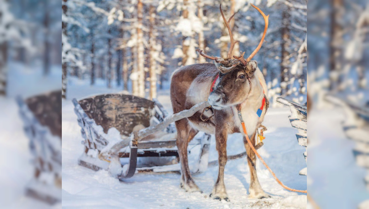 Jahresausklang in Lappland