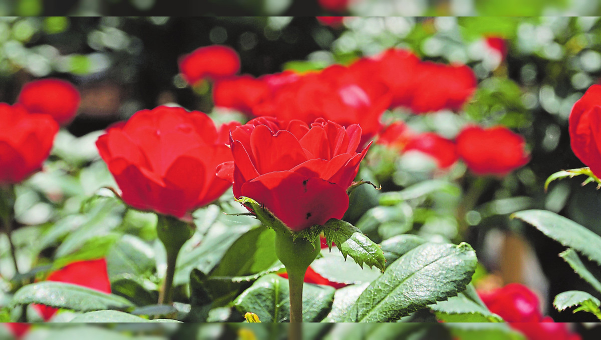 Rose ohne Starallüren