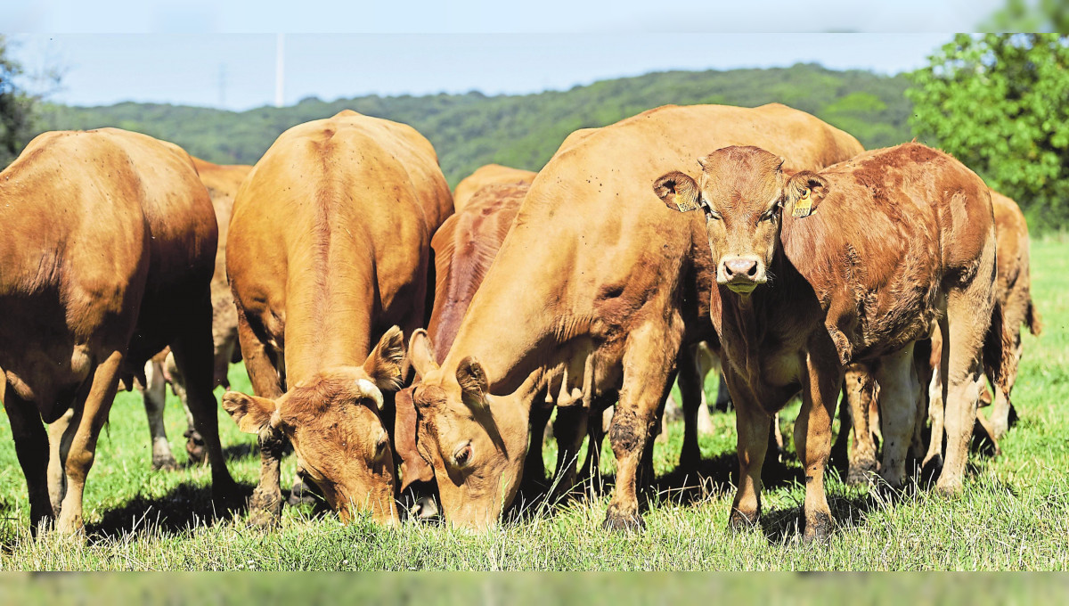 Trois ans «Bio Green Beef»