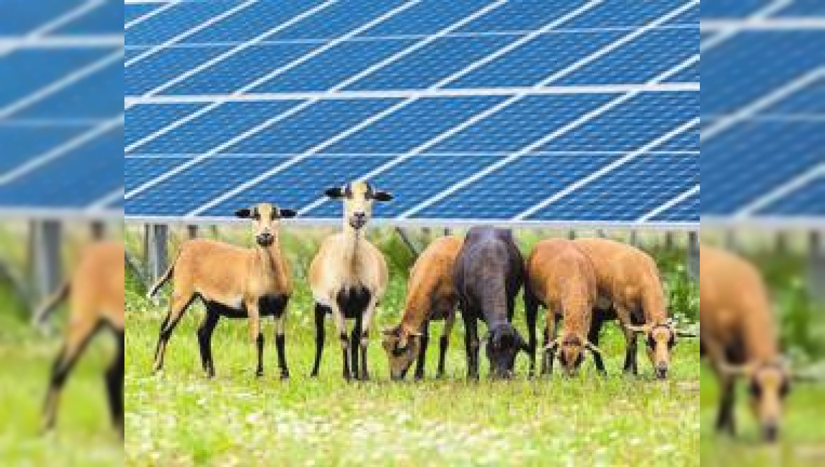 Solarparks sind besser als ihr Ruf