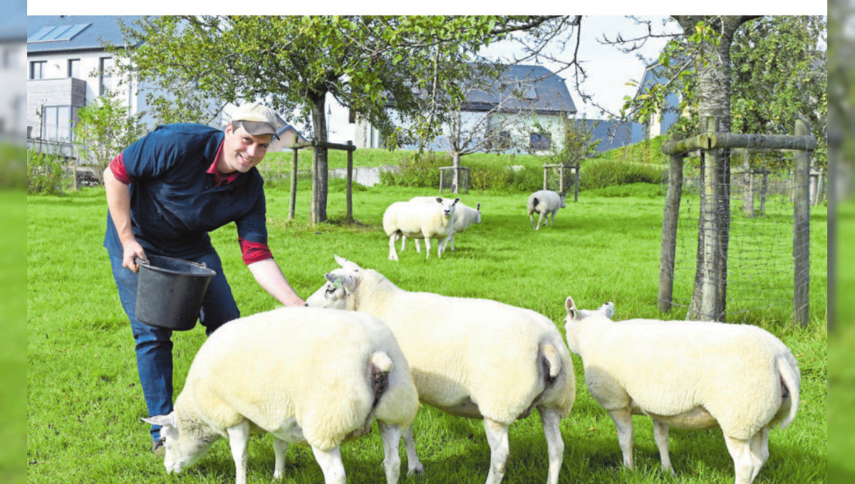 Un label pour l’excellente viande d’agneau locale