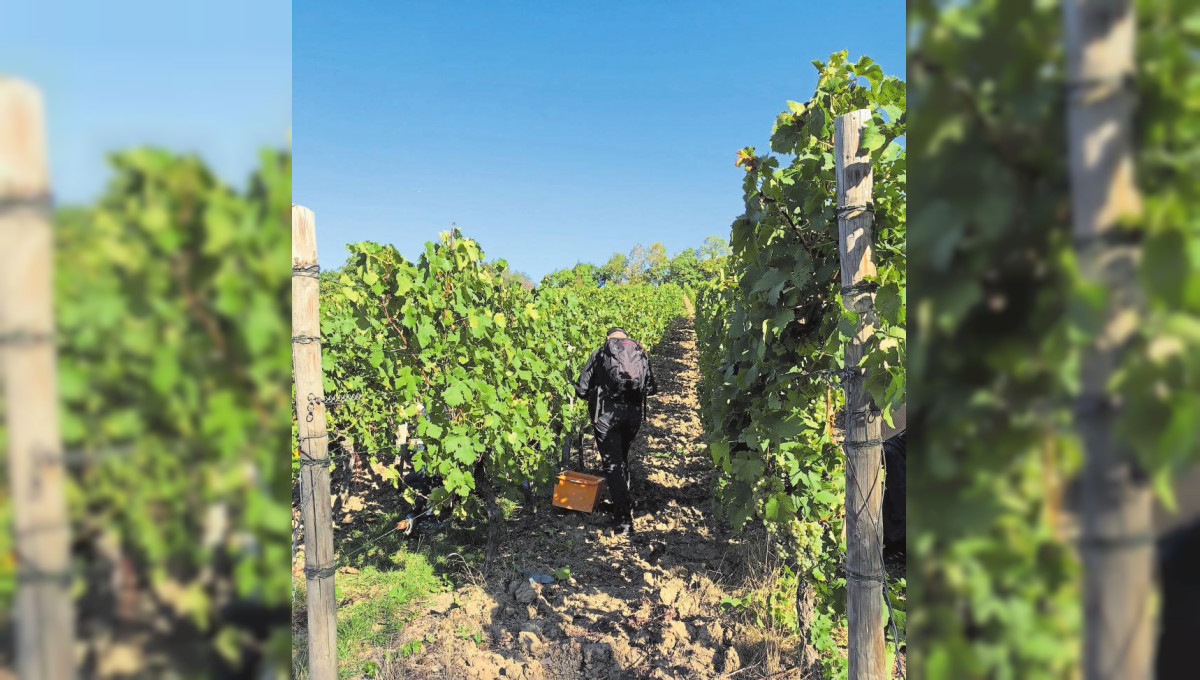 «Le vignoble luxembourgeois est mon préféré»